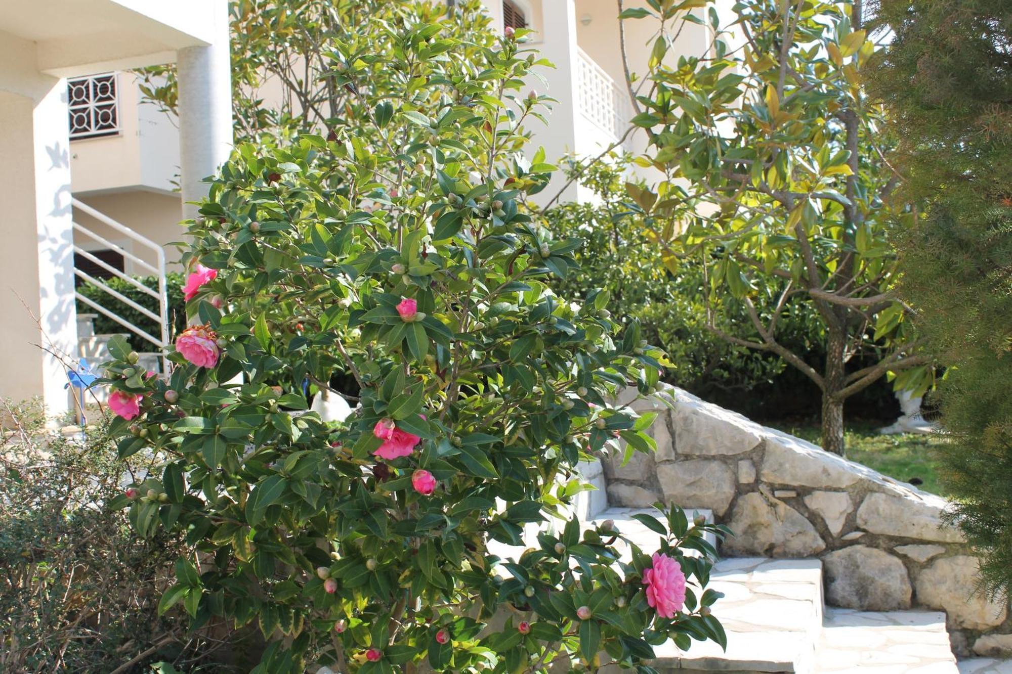 Apartments Vila Marica ラバック エクステリア 写真